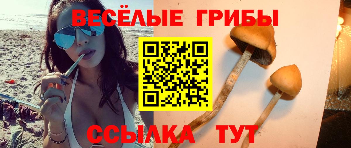 Выборг  Псилоцибиновые грибы MAGIC MUSHROOMS  Вход с VPN 